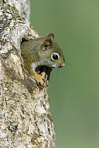 Red Squirrel (Tamiasciurus hudsonicus) peering out from hole in tree, native to North America