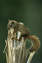 Red Squirrel (Tamiasciurus hudsonicus) juvenile, native to North America