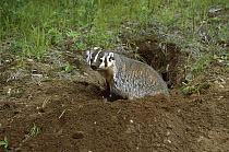 American Badger (Taxidea taxus) emerging from burrow, North America