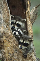 Raccoon (Procyon lotor) young peering out from hole in tree, North America