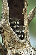 Raccoon (Procyon lotor) two babies peering out from hole in tree, North America