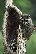 Raccoon (Procyon lotor) two babies playing in tree, North America