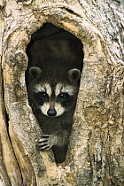 Raccoon (Procyon lotor) baby peering out from hole in tree, North America