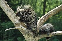 Common Porcupine (Erethizon dorsatum) mother and baby in tree, North America