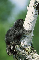 Common Porcupine (Erethizon dorsatum) baby climbing in tree, North America