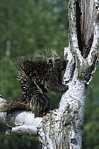 Common Porcupine (Erethizon dorsatum) baby, North America