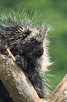 Common Porcupine (Erethizon dorsatum) portrait in tree, North America