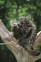 Common Porcupine (Erethizon dorsatum) in tree, North America