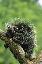 Common Porcupine (Erethizon dorsatum), North America
