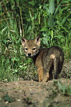 Coyote (Canis latrans) alert pup at entrance of den, North America