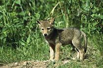 Coyote (Canis latrans) pup, North America