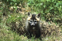 Red Fox (Vulpes vulpes) alert kit at den entrance, North America