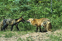 Red Fox (Vulpes vulpes) and Cross Fox meeting, an example of color variations within a species, North America