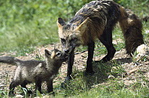 Red Fox (Vulpes vulpes) mother in cross-phase coloration with begging kit, North America