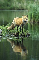Red Fox (Vulpes vulpes) reflected in lake, North America