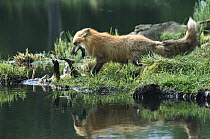 Red Fox (Vulpes vulpes) mother play fighting with kit who has fallen into the lake, North America, sequence 1 of 2