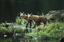 Red Fox (Vulpes vulpes) two alert kits on riverbank, North America