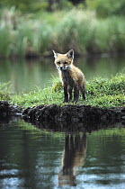 Red Fox (Vulpes vulpes) kit on riverbank, North America