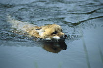 Red Fox (Vulpes vulpes) kit swimming, North America