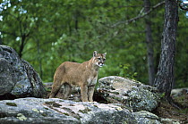 Mountain Lion (Puma concolor) adult, North America