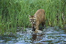 Mountain Lion (Puma concolor) wading across stream, North America