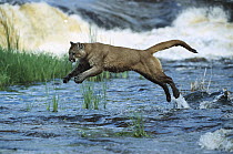 Mountain Lion (Puma concolor) leaping across stream, North America