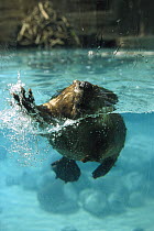 American Beaver (Castor canadensis) swimming towards camera with lodge in background, North America