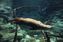 North American River Otter (Lontra canadensis) swimming underwater, North America