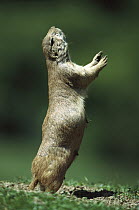 Black-tailed Prairie Dog (Cynomys ludovicianus) giving warning call to group members, North America