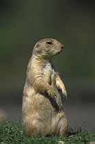Black-tailed Prairie Dog (Cynomys ludovicianus) looking out for danger, North America