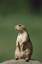 Black-tailed Prairie Dog (Cynomys ludovicianus) sitting upright on a rock, North America