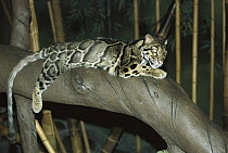 Clouded Leopard (Neofelis nebulosa) in enclosure, threatened, native to Southeast Asia