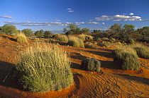 Spinifex Grass (Triodia pungens) growing in Strzelecki Desert, southern Australia