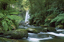 Hopetoun Falls on the Aire River flowing through rainforest, Otway National Park, Victoria, Australia