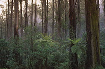 Mountain-ash (Eucalyptus regnans) forest, Dandenong Ranges National Park, Victoria, Australia