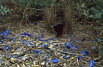 Satin Bowerbird (Ptilonorhynchus violaceus) male at his bower, with blue objects arranged to attract females, Victoria, Australia