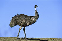 Emu (Dromaius novaehollandiae) portrait, Sturt National Park, New South Wales, Australia