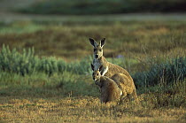 Red Kangaroo (Macropus rufus) alert mother with joey, Flinders Ranges National Park, South Australia
