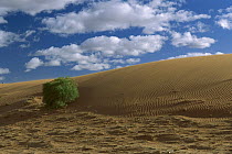 Spinifex Grass (Triodia pungens) on sand dune, Strzelecki Desert, southern Australia