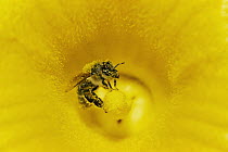 Honey Bee (Apis mellifera) covered in pollen in pumpkin, Germany