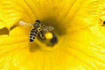 Honey Bee (Apis mellifera) covered in pollen, landing on pumpkin, Germany