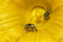 Honey Bee (Apis mellifera) covered in pollen in pumpkin, Germany
