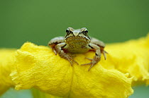 Agile Frog (Rana dalmatina) portrait on flower, Bavaria, Germany