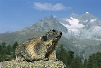 Alpine Marmot (Marmota marmota), Wallis, Switzerland