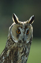 Long-eared Owl (Asio otus), Europe