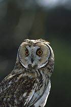 Long-eared Owl (Asio otus), Europe