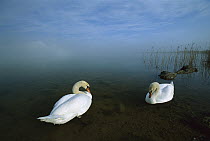 Mute Swan (Cygnus olor) pair in shallow water, Germany