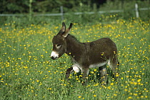 Donkey (Equus asinus) foal in field of flowers, Germany