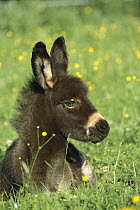 Donkey (Equus asinus) foal resting in field of flowers, Germany