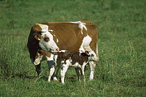 Domestic Cattle (Bos taurus) mother cleaning newborn calf, Bavaria, Germany